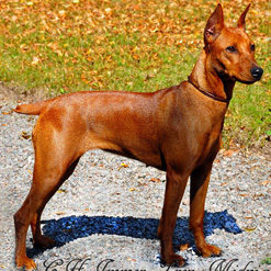 Pinscher